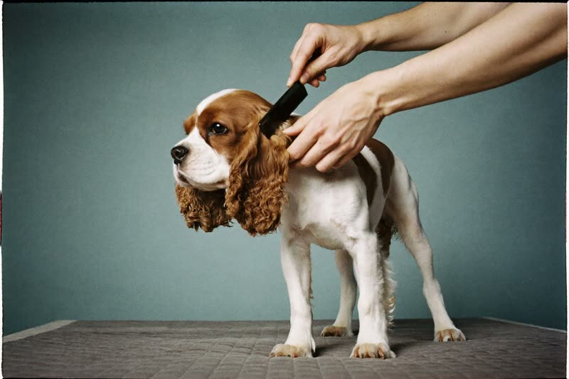 A spaniel being handled gently on a grooming table
