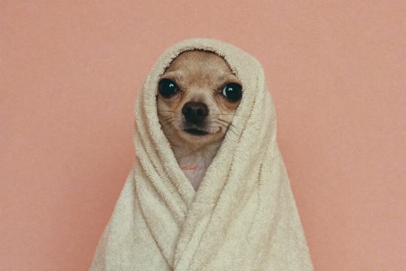 A small wet dog wrapped in a towel after its bath