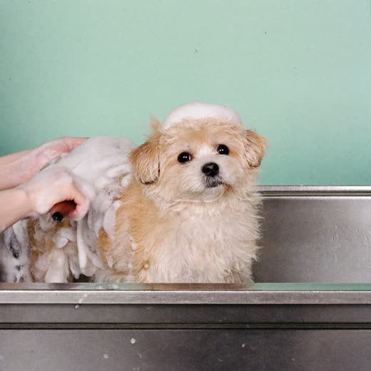 A small dog being shampooed in a grooming bath