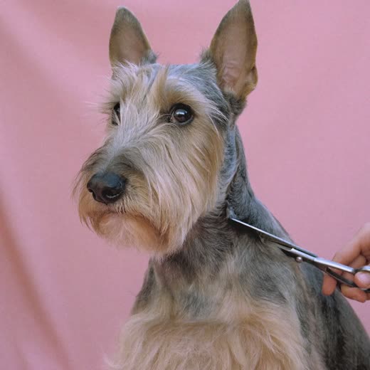A terrier having its coat trimmed with scissors