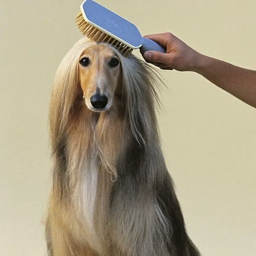 A long-haired dog being brushed out