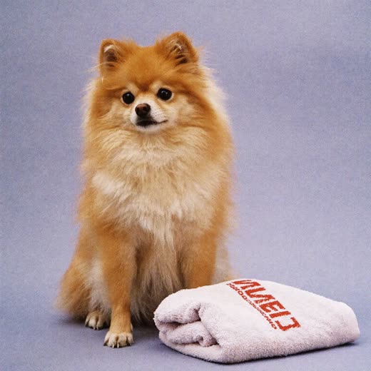 A freshly washed and dried fluffy dog sitting beside a towel
